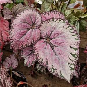 Begonia 'Pink Champagne'